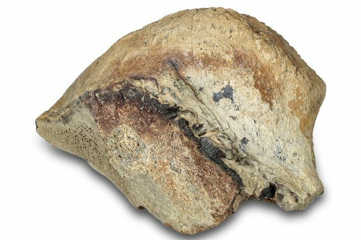 Dinosaur (Triceratops) Bone Section - Montana #300449